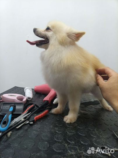 Стрижка собак и кошек