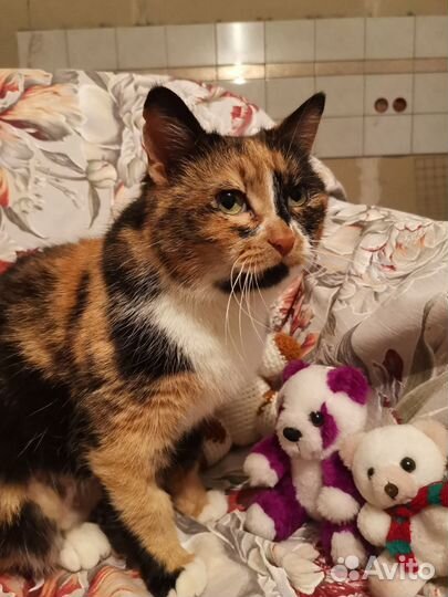 Трехцветная кошка