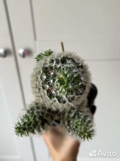 Кактус цветущий