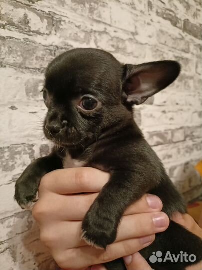 Щенки чихуахуа