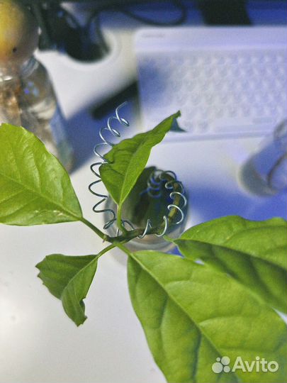 Бонсай авокадо