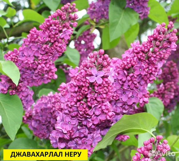 Саженцы сирени