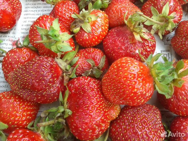 Канадская сортовая клубника