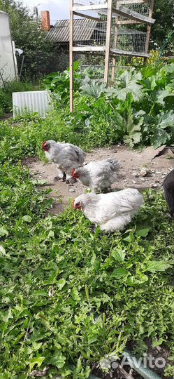 Мини кохинхины, петушки