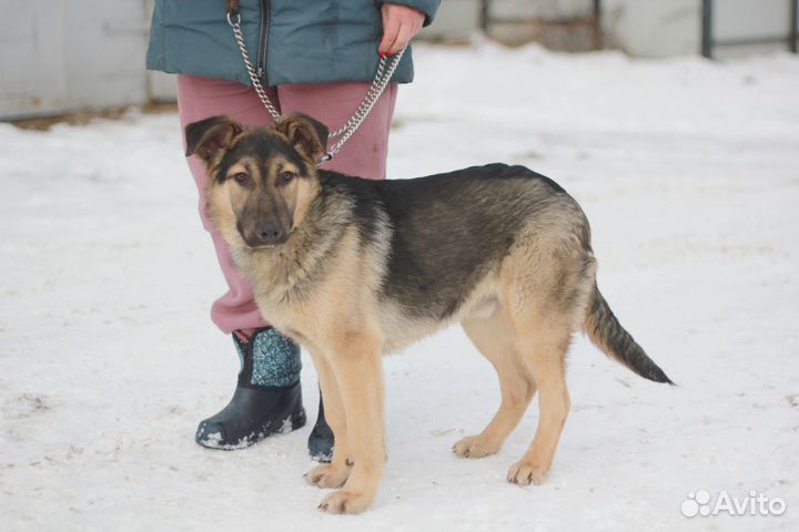 Дружок ищет дом