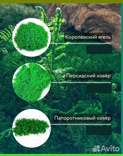 Стабилизированный мох ковер ягель кочка