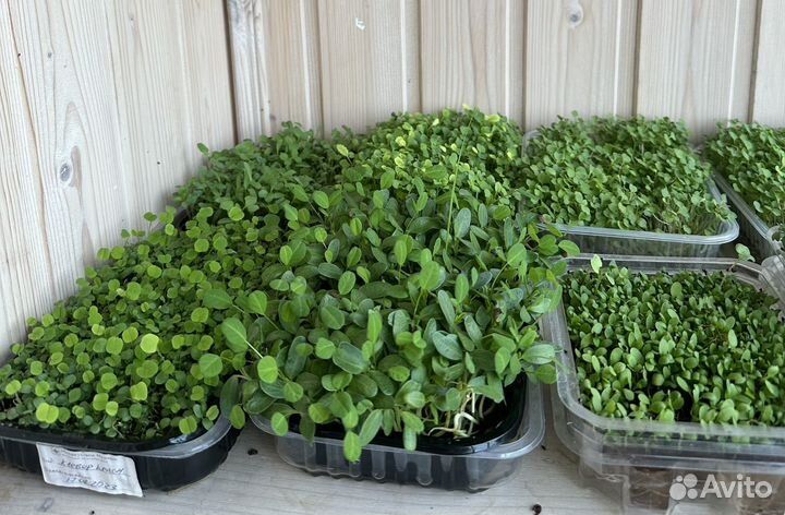 Микрозелень