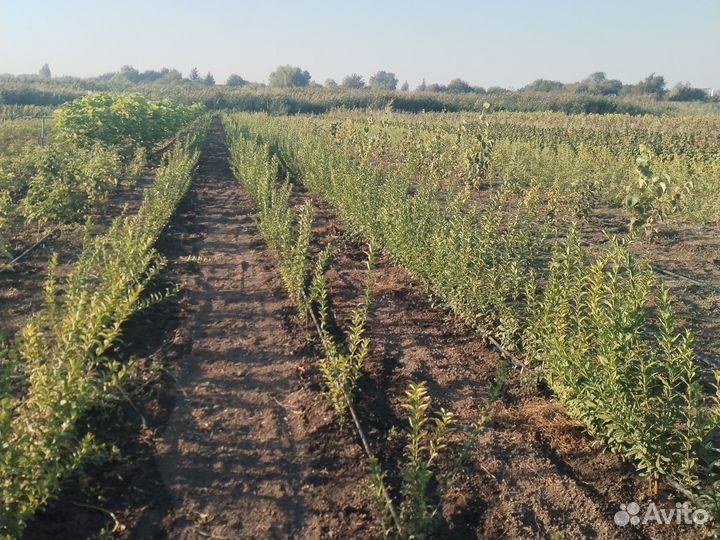 Бирючина живая изгородь