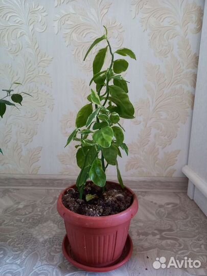 Педилантус