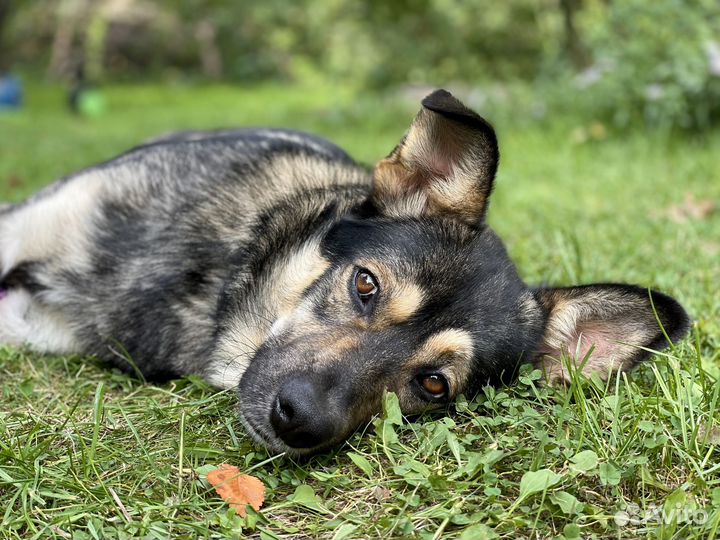 Молодой пёс в добрые руки