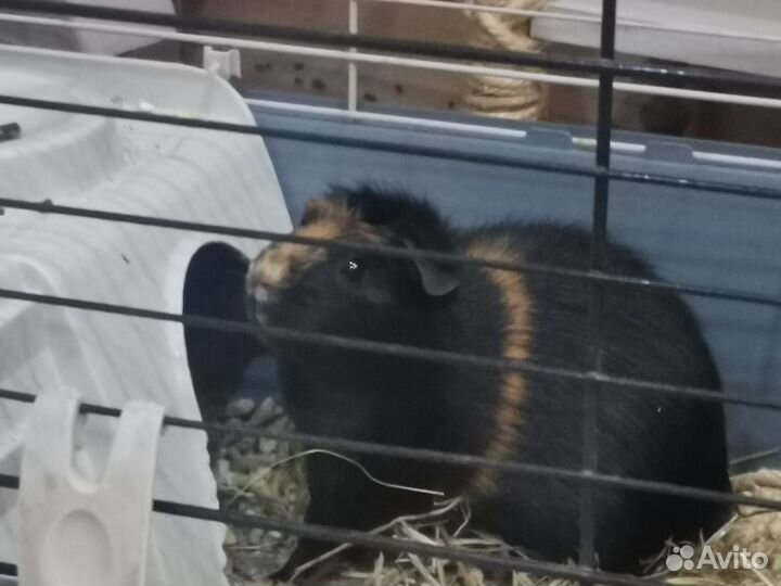 Морские свинки