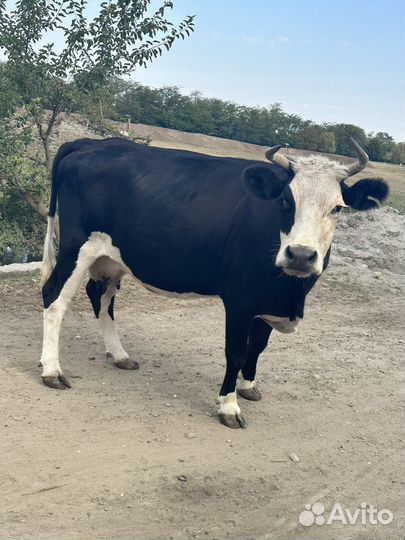 Корова дойная