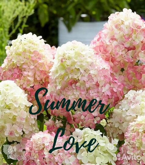 Продли своё лето с гортензией Summer Love