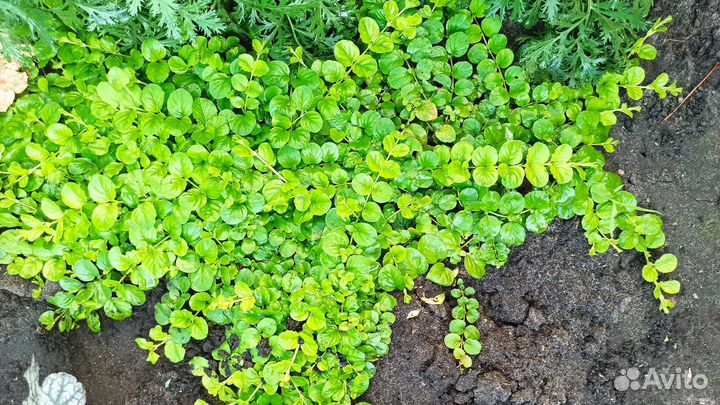 Вербейник монетчатый/Лизимахия