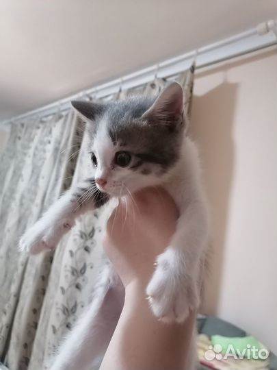 Отдам в добрые руки