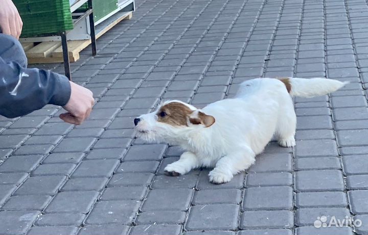 Джек Рассел терьер щенки