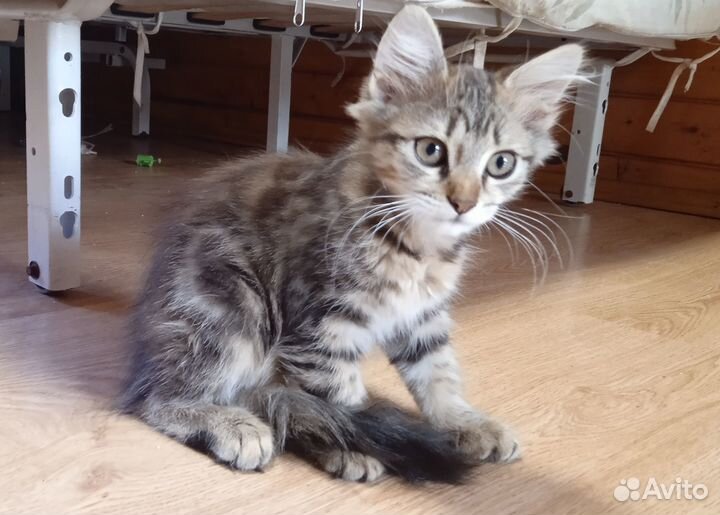 Отдаю котят мышеловок