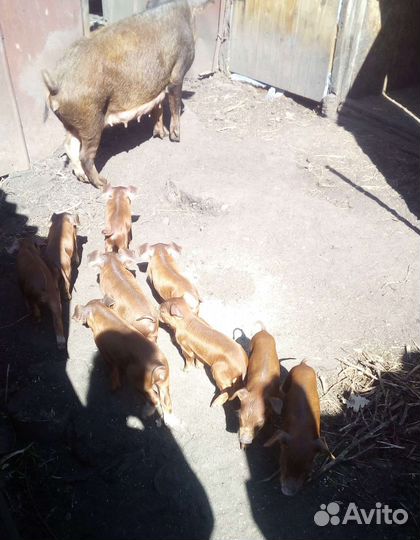 Поросята породы Дюрок