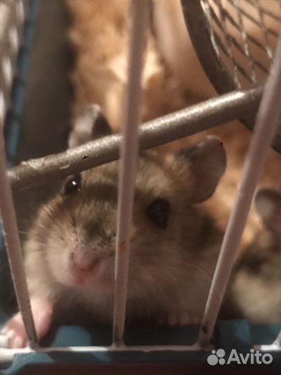 Отдам хомяка бесплатно