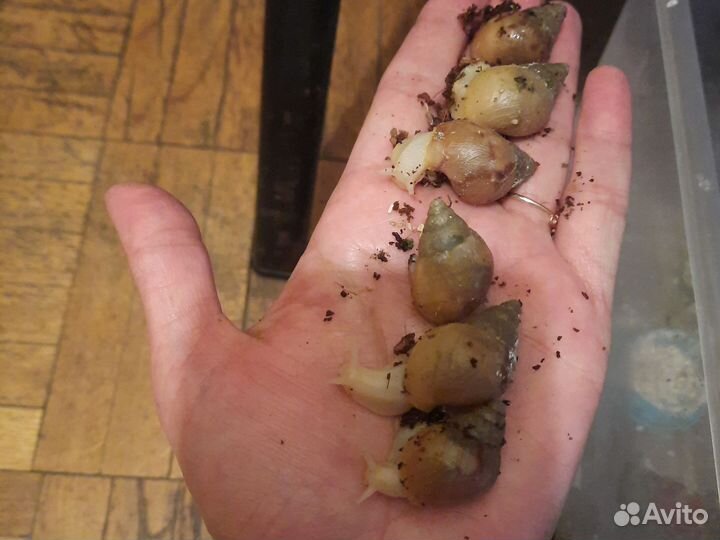 Африканские улитки