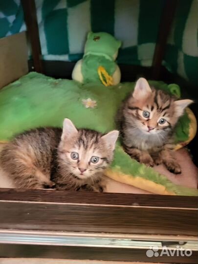 Маленькие рыси