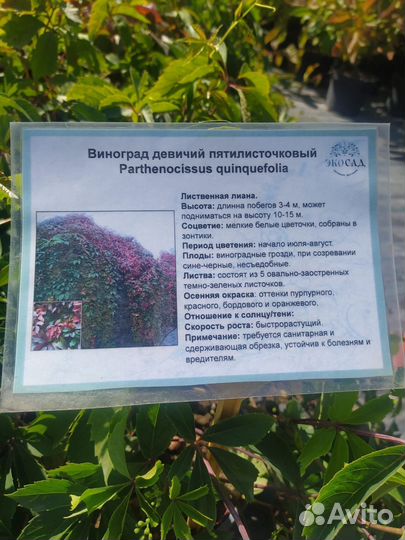 Виноград девичий пятилисточковый, С3