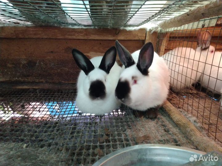 Племенные кролики 