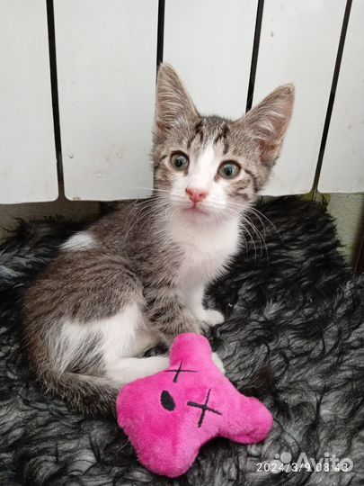 Котенок в добрые руки
