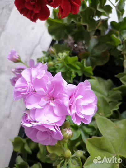 Пеларгония герань плющелистная