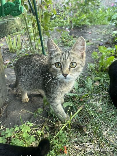 Кошка в дар бесплатно