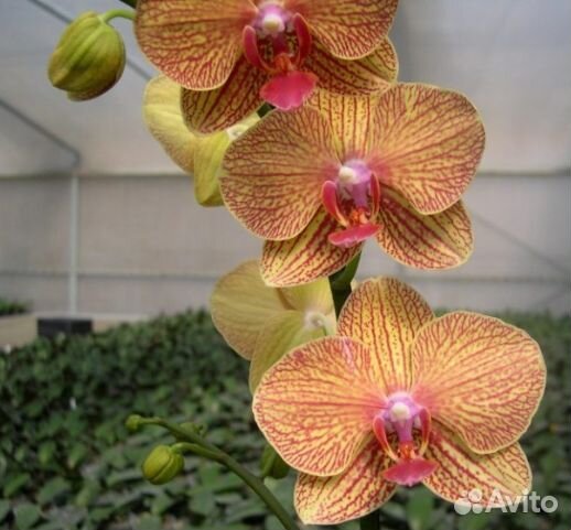 Орхидея фаленопсис