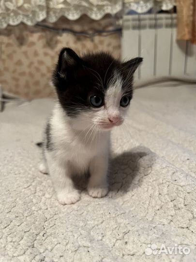 Кошки