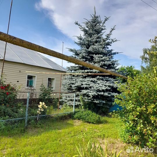 Продам голубую ель