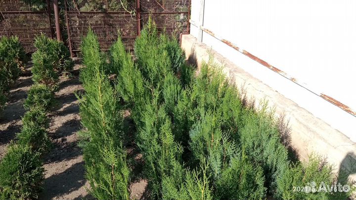 Туя восточная