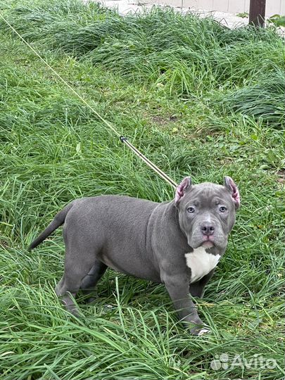 Американский булли стандарт