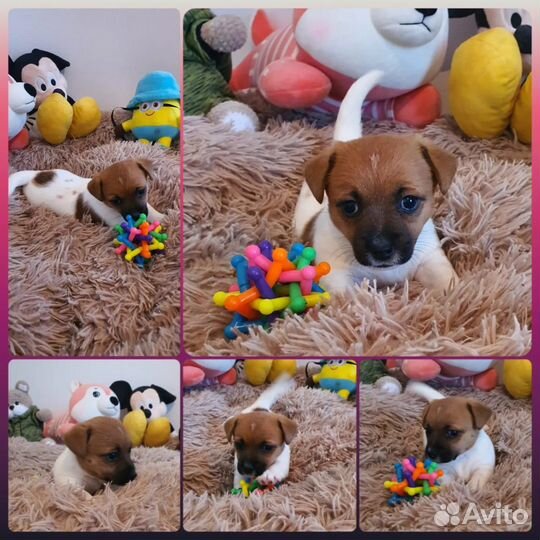 Щенки Джек-Рассел терьер