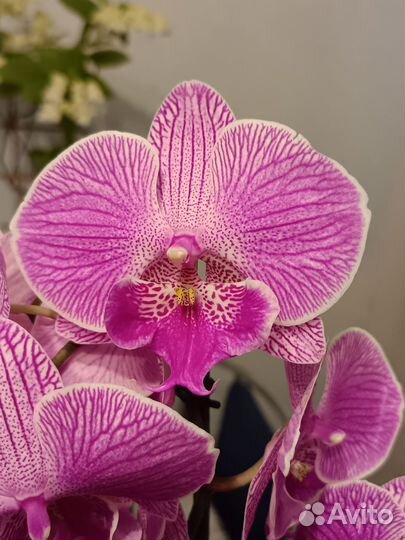 Орхидея фаленопсис Royal Smile Биг Лип. Отцвёл