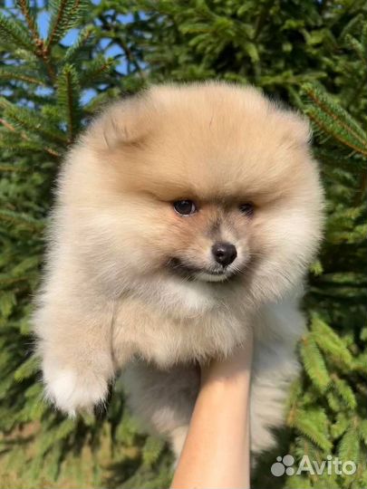 Малый немецкий шпиц