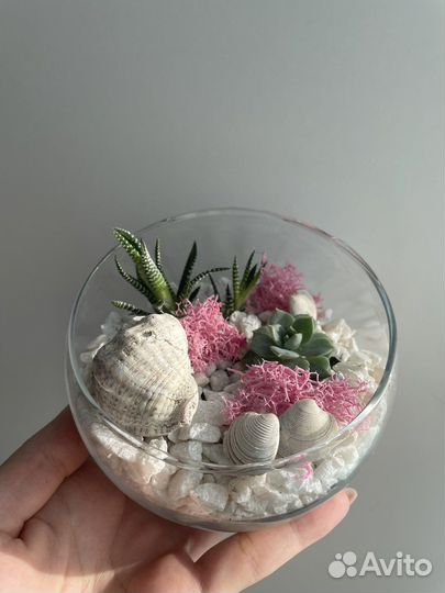 Флорариум суккуленты