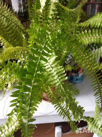 Папортник нефролепис