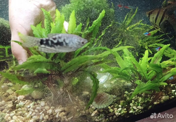 Аквариумные растюшки