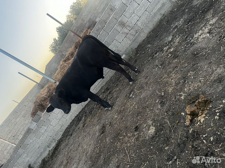 Телята бычки