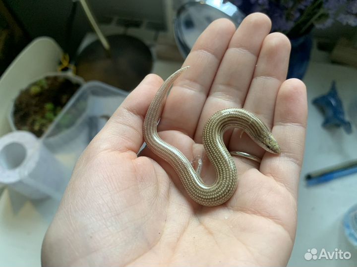 Сциночки с террариумом