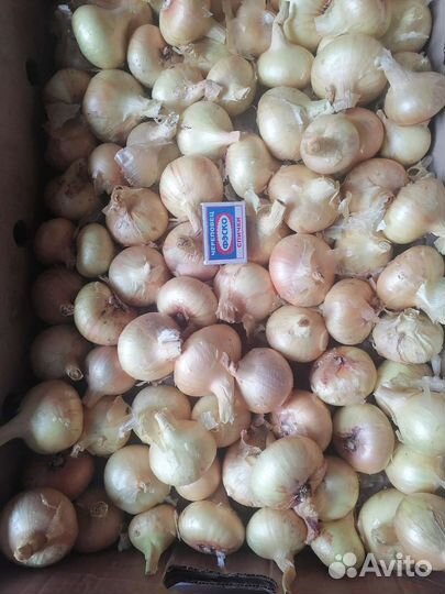 Лук семейный