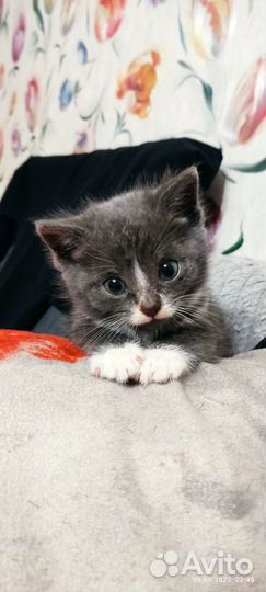 Отдам котёнка в хорошие руки