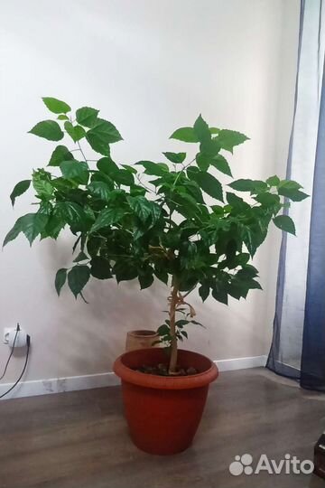 Комнатное растение Китайская роза