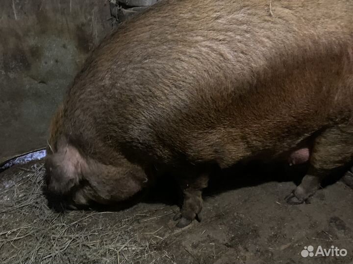 Поросята дюрок
