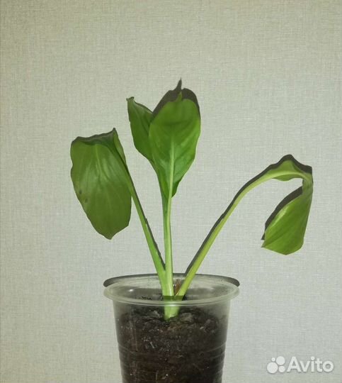 Спатифиллум