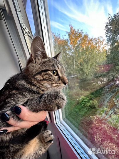 Британские котята
