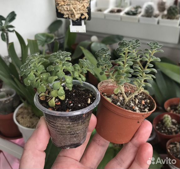Суккуленты Crassula